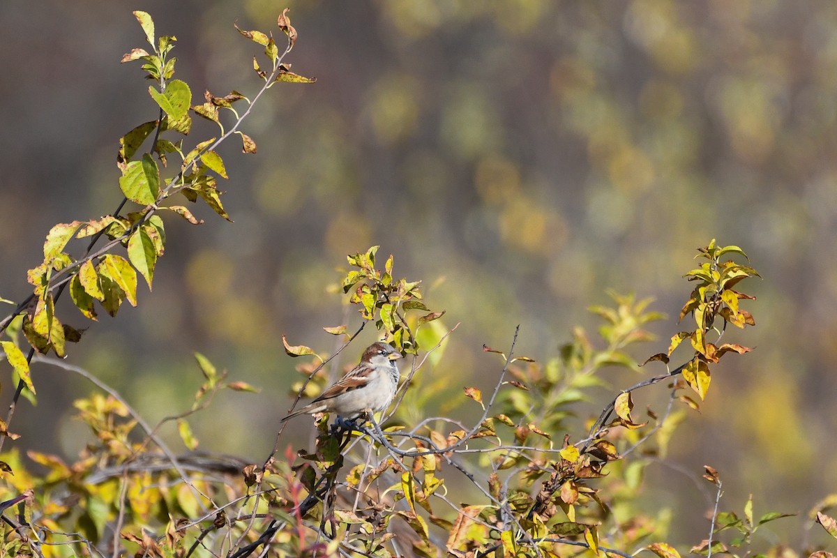 House Sparrow - ML643996792