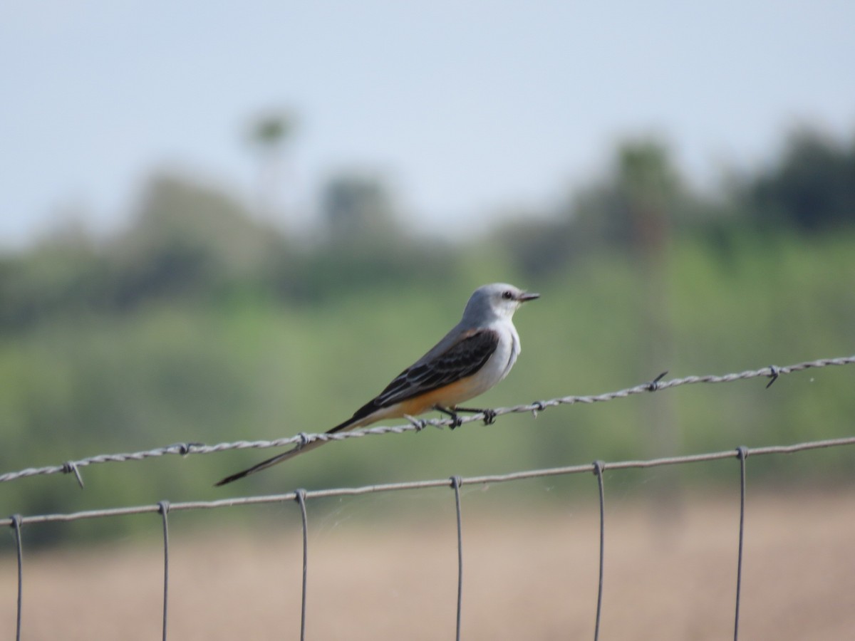 Scissor-tailed Flycatcher - ML643996835