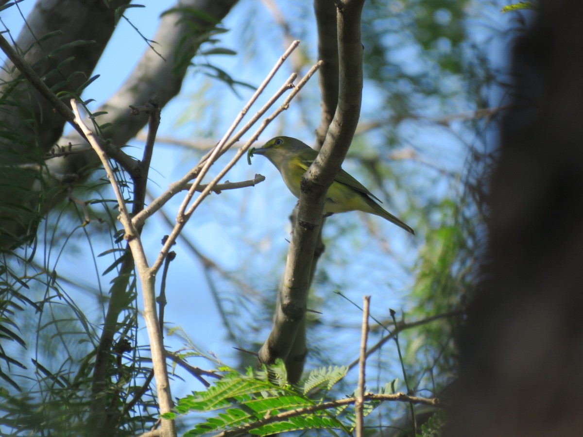 White-eyed Vireo - ML643996884