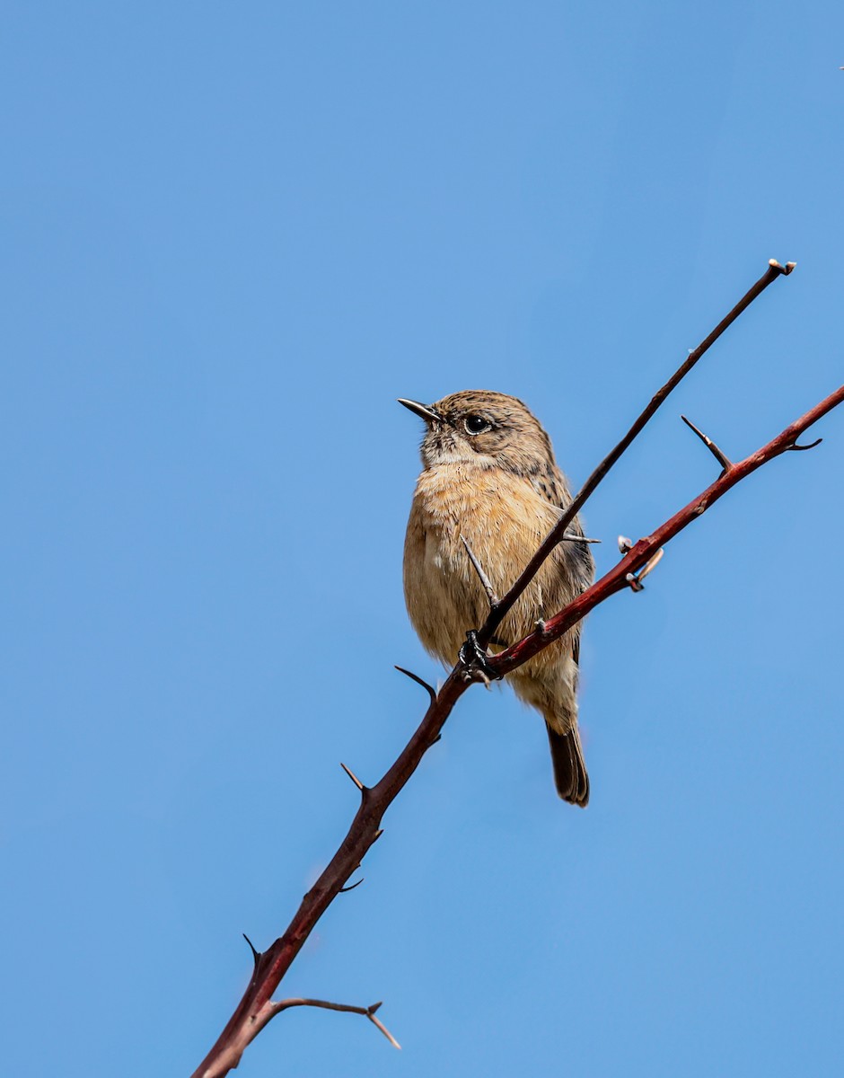 European Stonechat - ML643996911