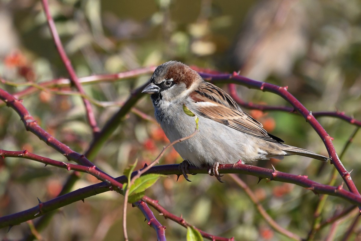 House Sparrow - ML643996912