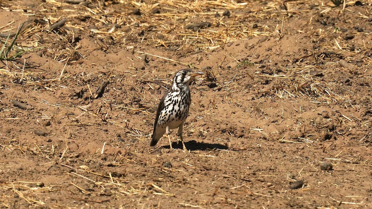 Groundscraper Thrush - ML643996914