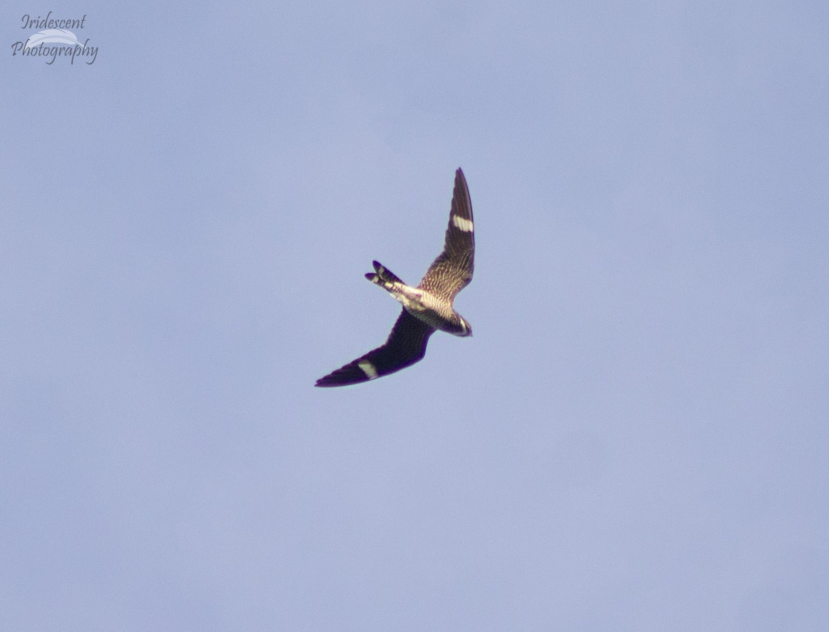 アメリカヨタカ - ML643996921