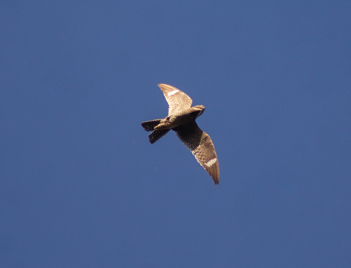 アメリカヨタカ - ML643996922