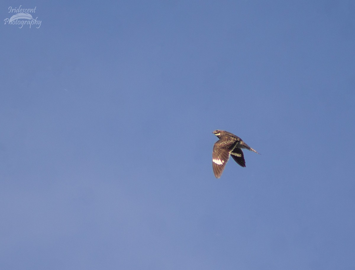 アメリカヨタカ - ML643996923