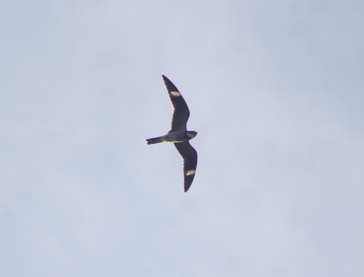 アメリカヨタカ - ML643996924