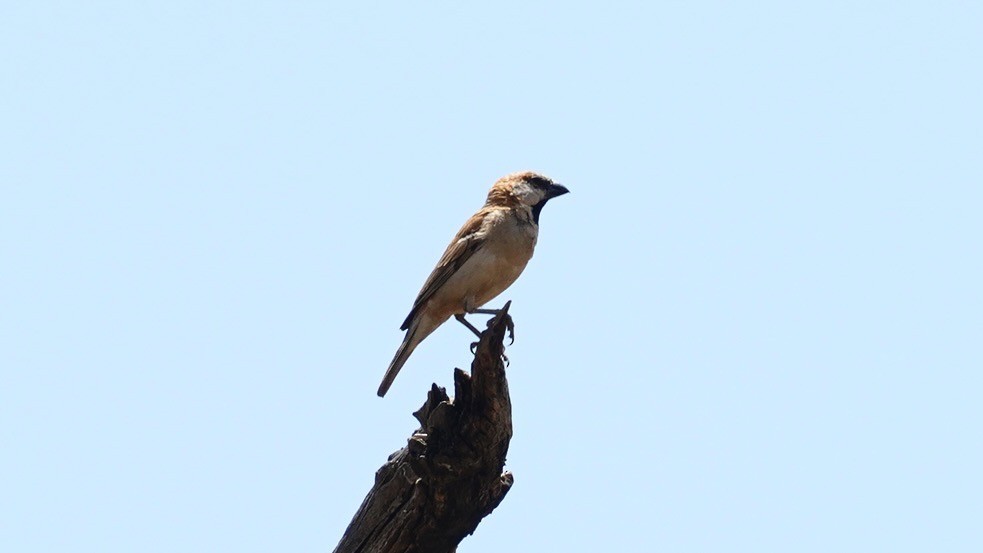 Gorrión Grande - ML643996935