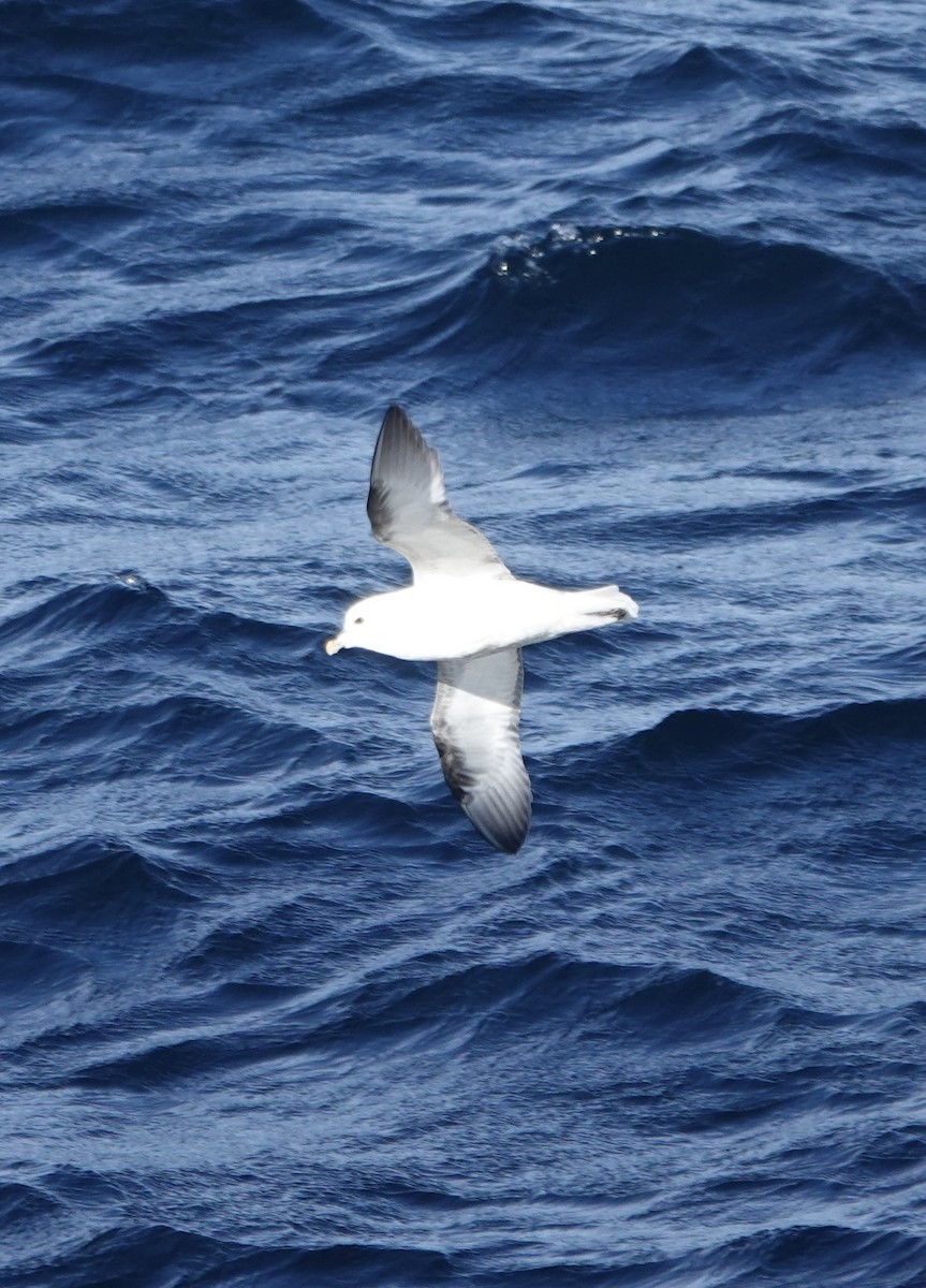 Fulmar Boreal - ML643996942