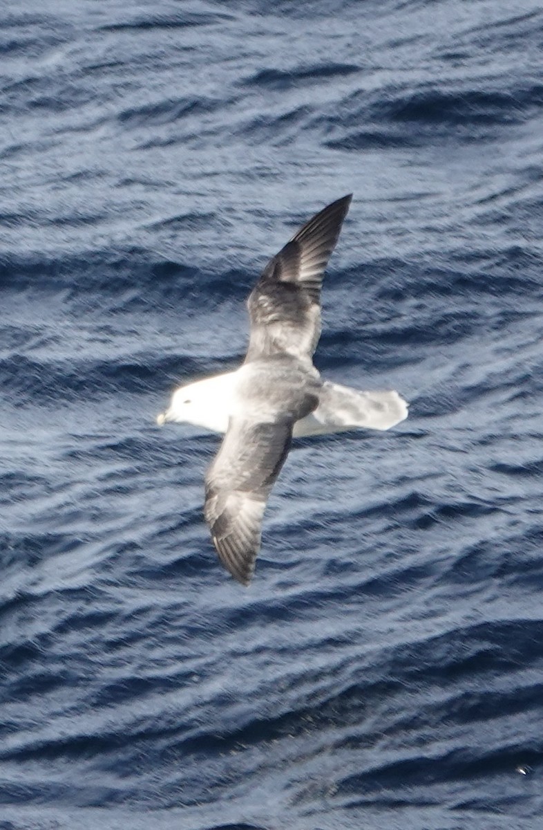 Fulmar Boreal - ML643996944