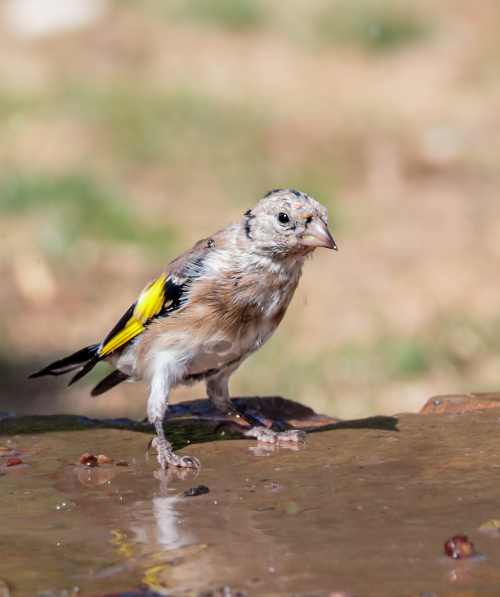 European Goldfinch - ML643996959