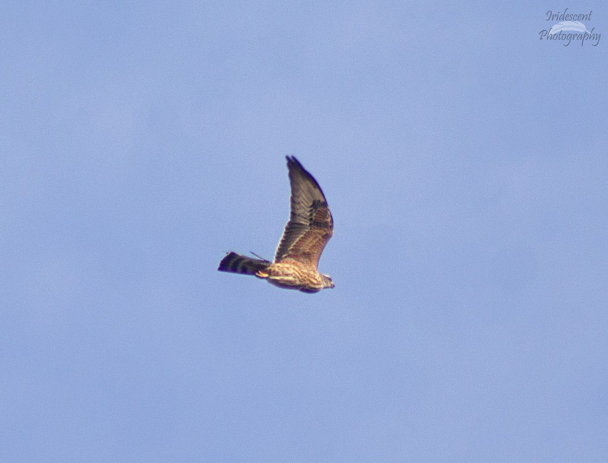 ミシシッピートビ - ML643996966