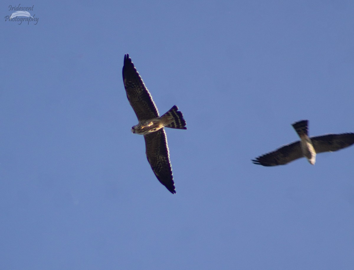 ミシシッピートビ - ML643996967