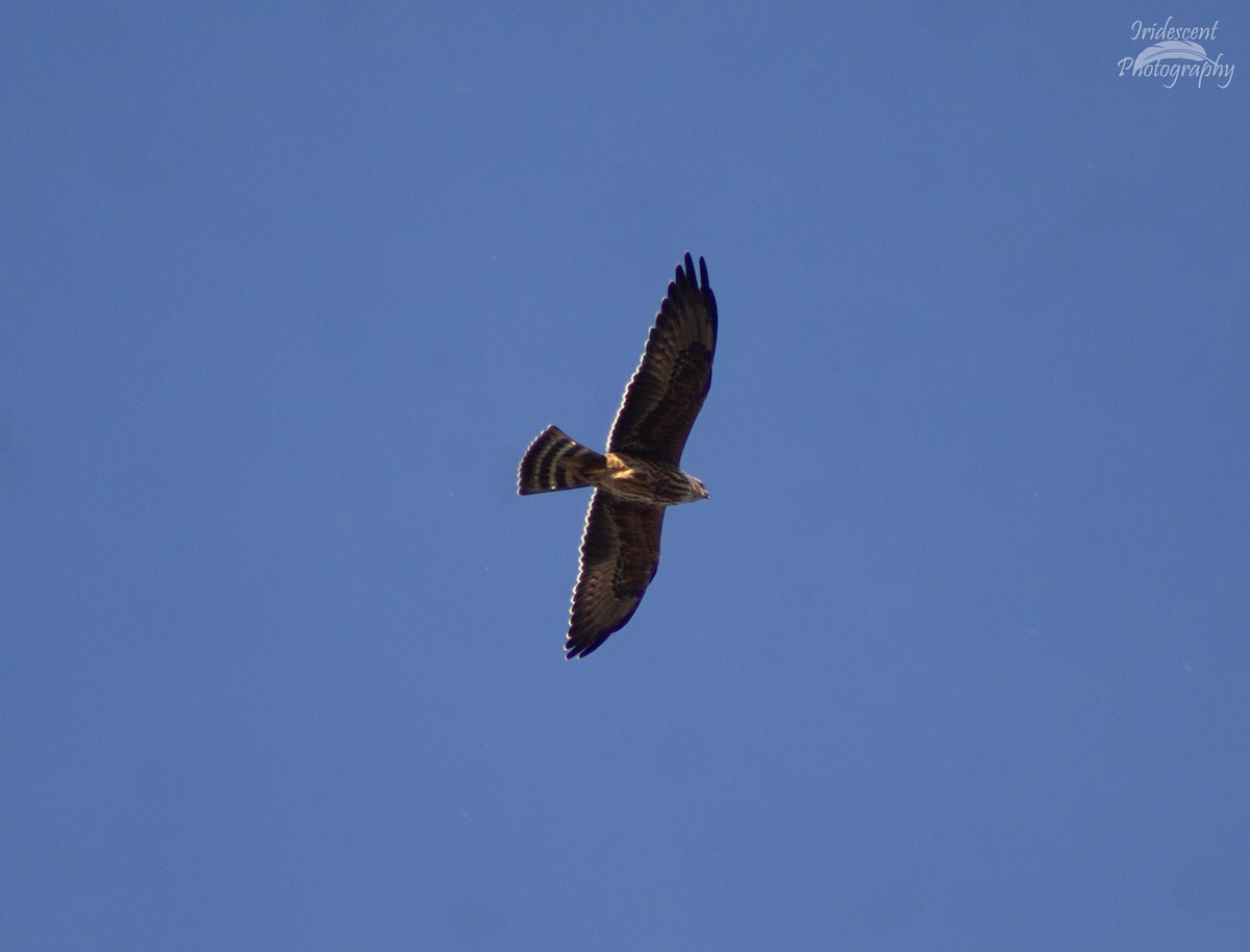 ミシシッピートビ - ML643996968