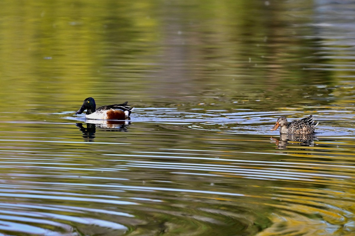 Canard souchet - ML643996980