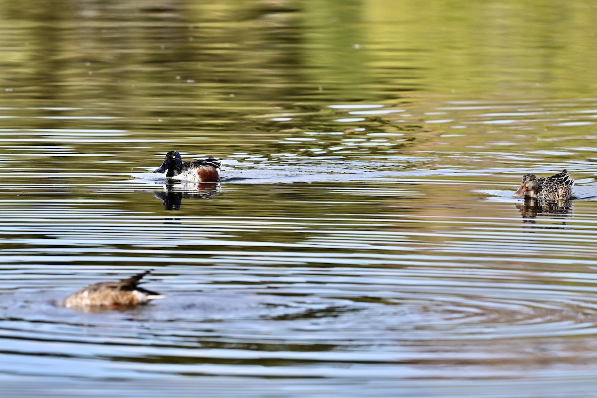 Canard souchet - ML643996981