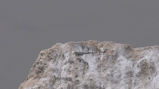 White Wagtail - ML643996985