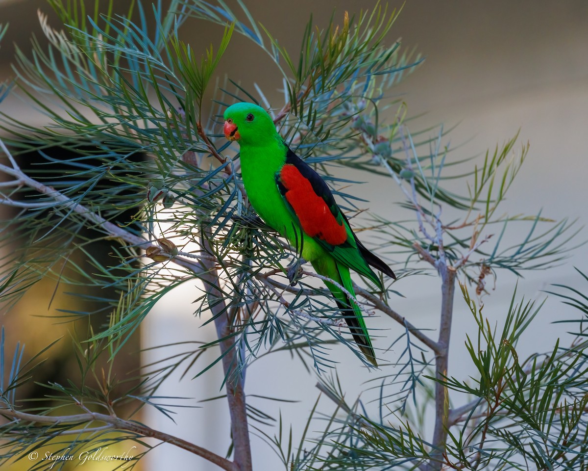 Red-winged Parrot - ML643996997