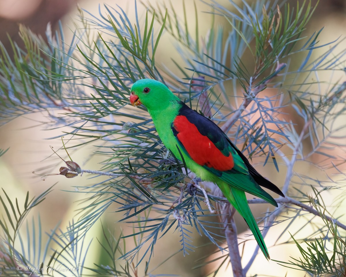 Red-winged Parrot - ML643996998