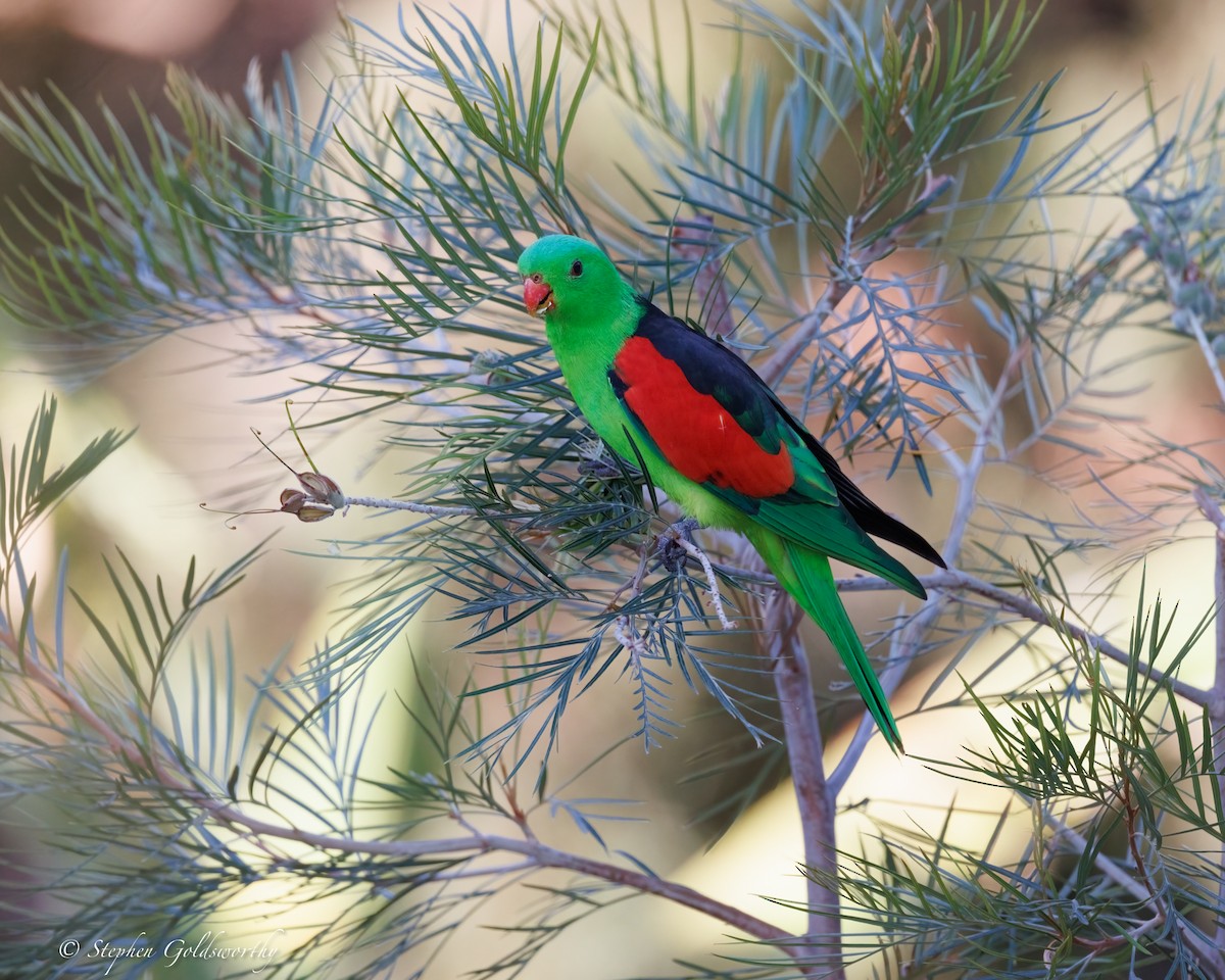 Red-winged Parrot - ML643996999