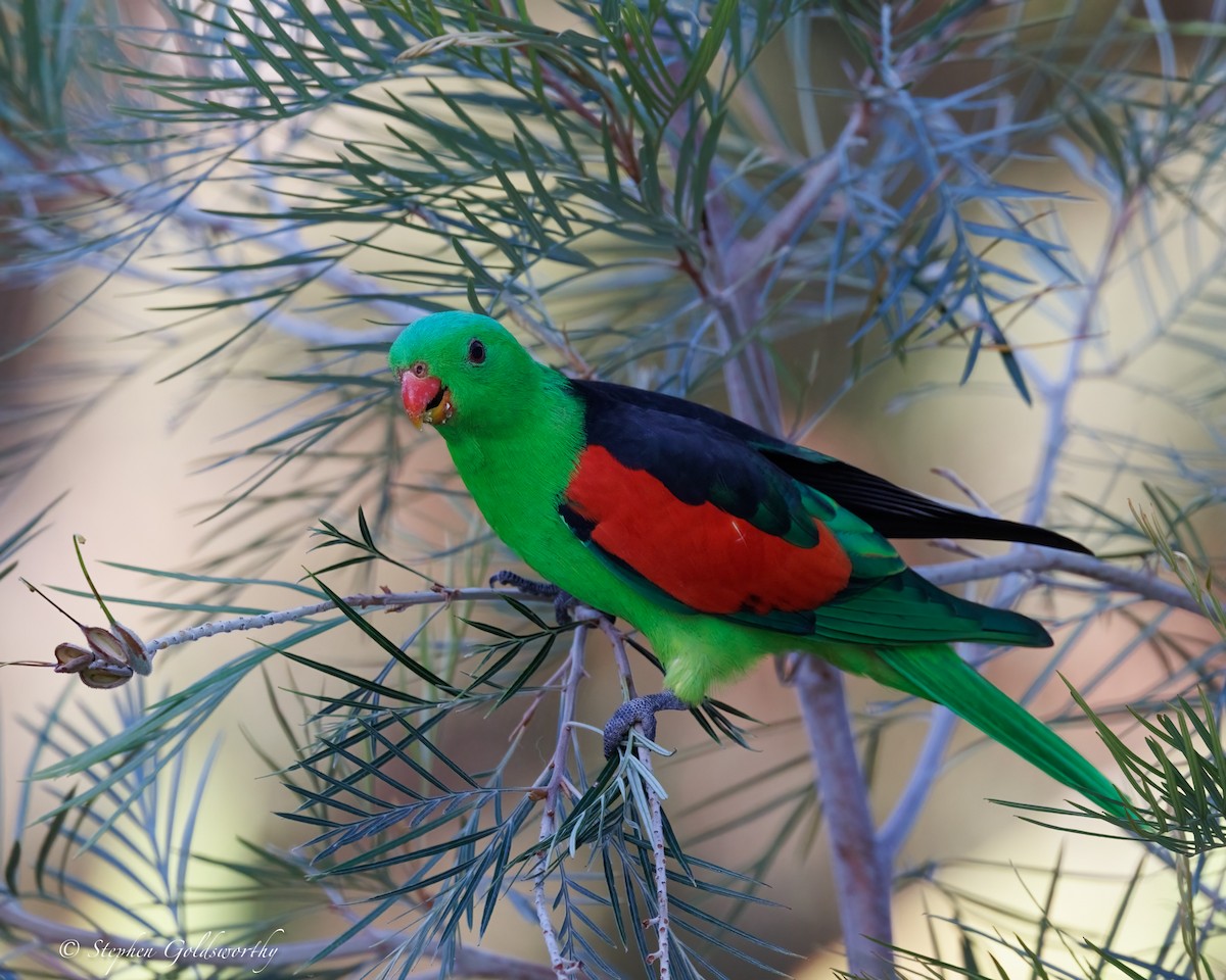 Red-winged Parrot - ML643997000