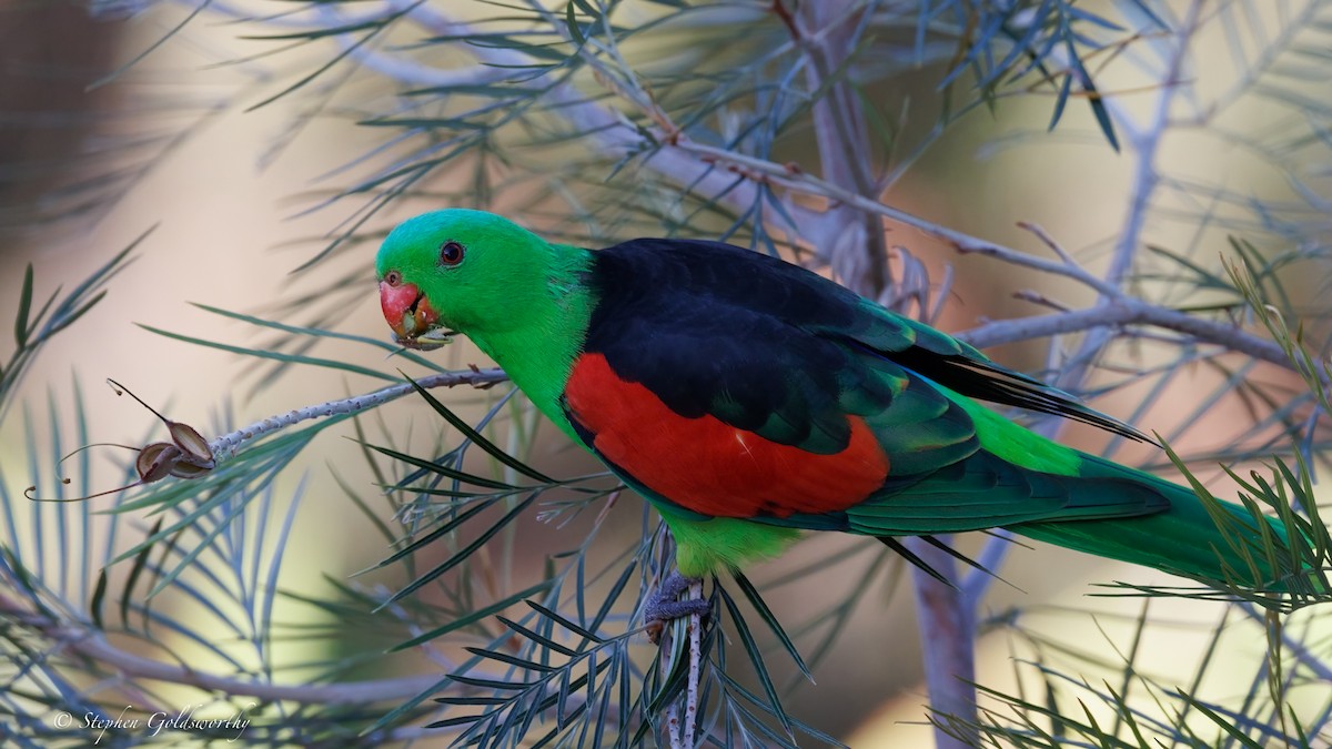 Red-winged Parrot - ML643997001