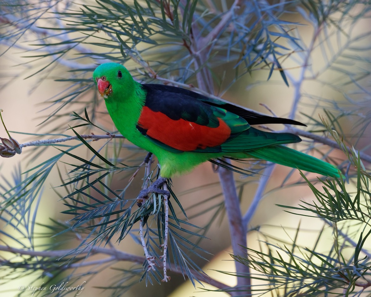 Red-winged Parrot - ML643997002