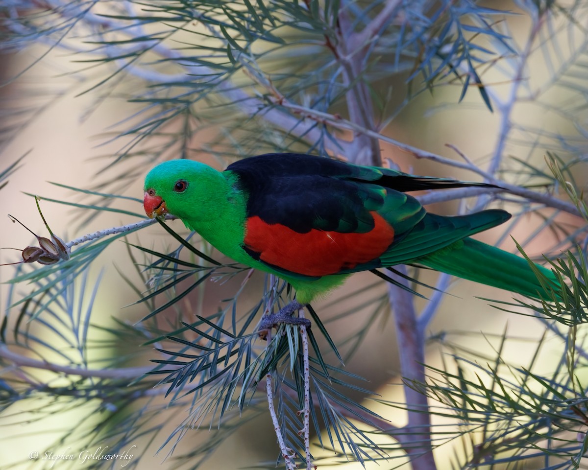 Red-winged Parrot - ML643997003