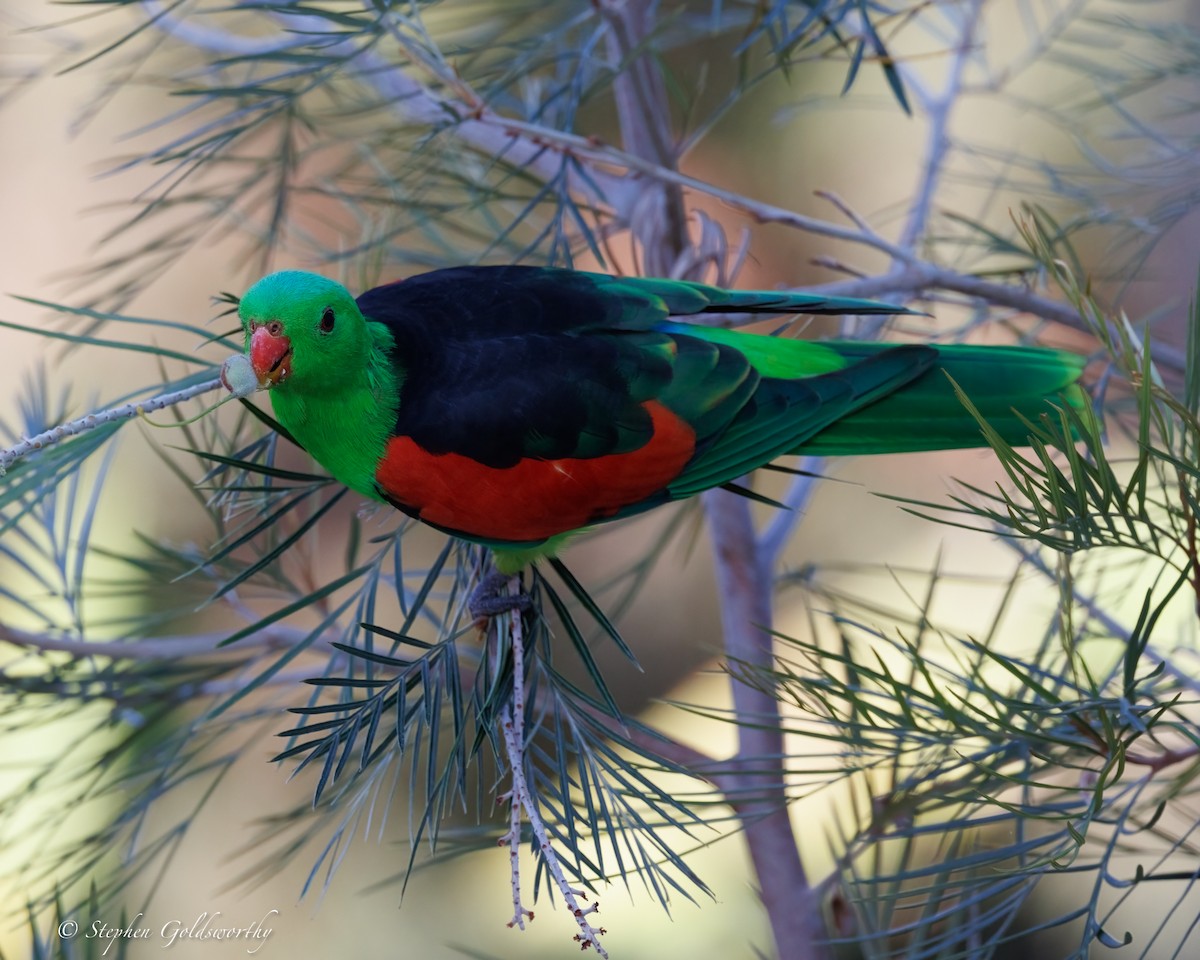 Red-winged Parrot - ML643997004