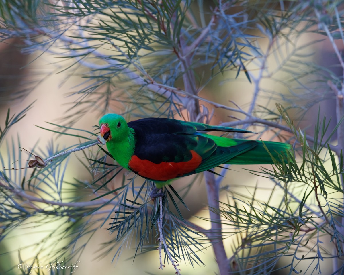 Red-winged Parrot - ML643997005