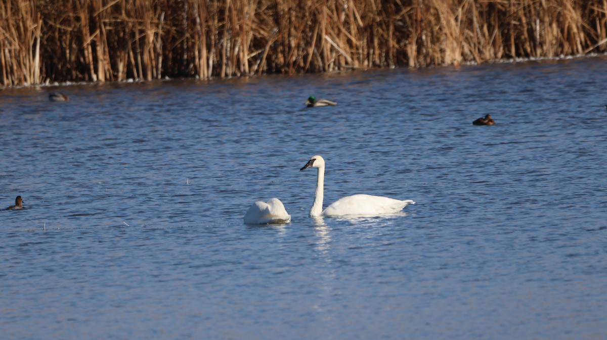 Trumpeter Swan - ML643997018