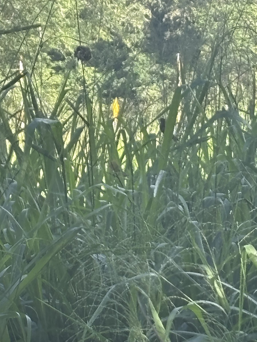 Yellow-bellied Seedeater - ML643997024