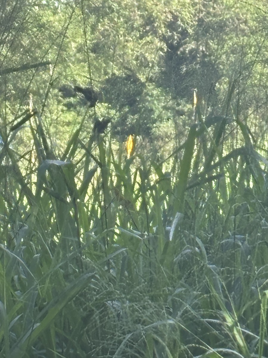 Yellow-bellied Seedeater - ML643997025