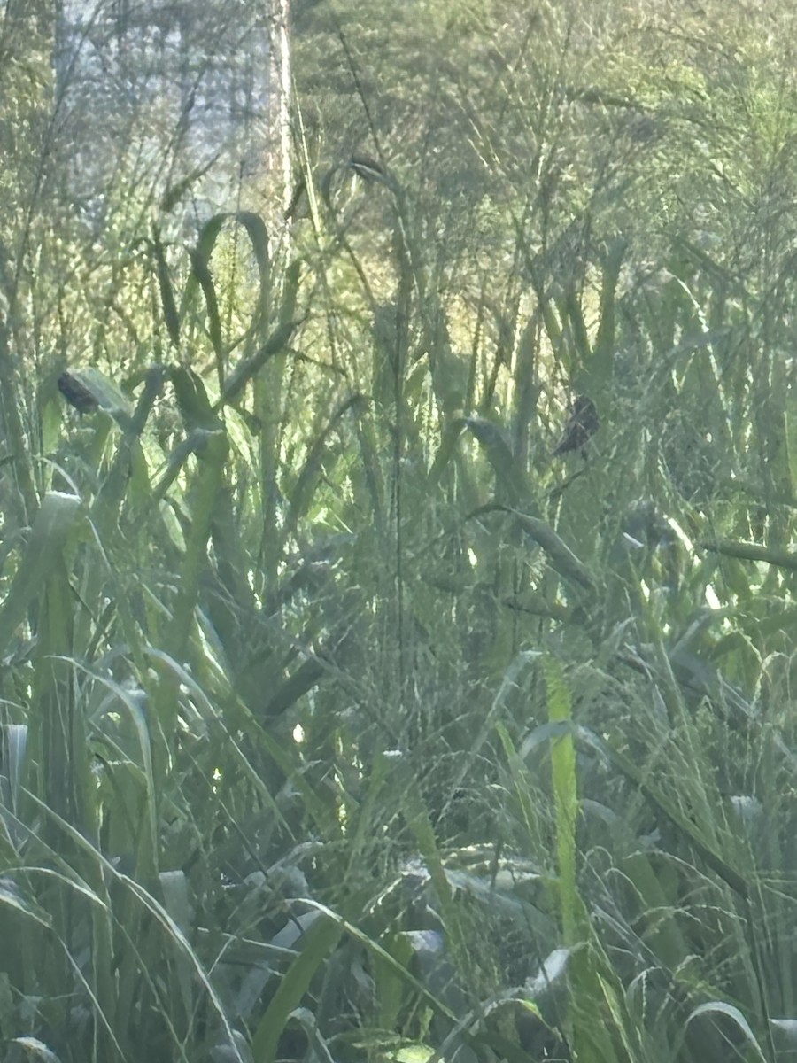 Yellow-bellied Seedeater - ML643997026