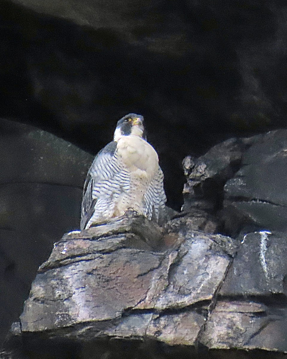 Peregrine Falcon - ML643997033