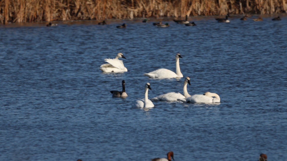 Trumpeter Swan - ML643997045
