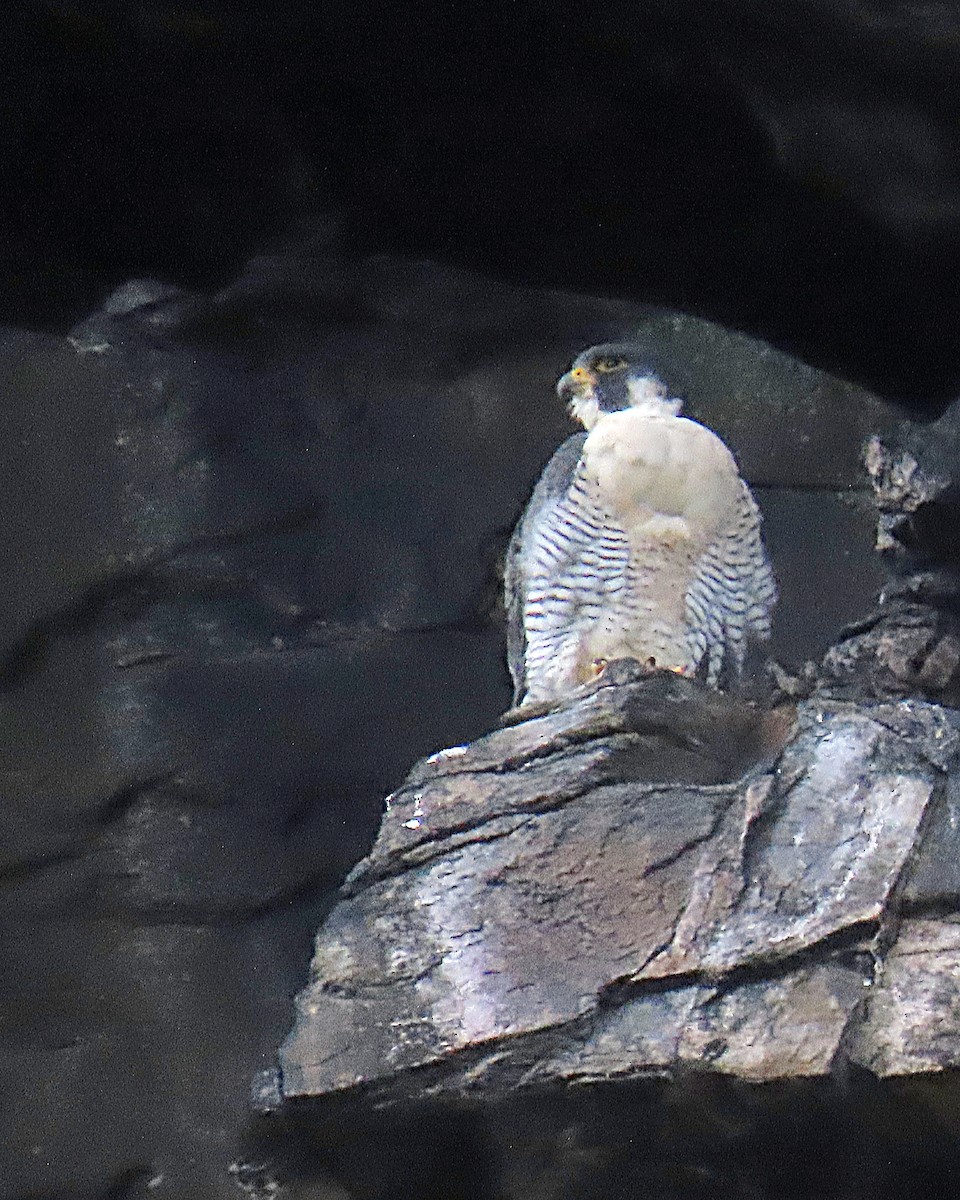 Peregrine Falcon - ML643997060