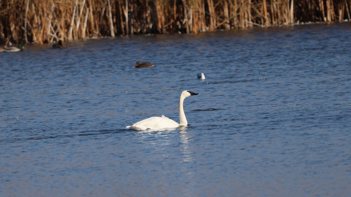 Trumpeter Swan - ML643997069