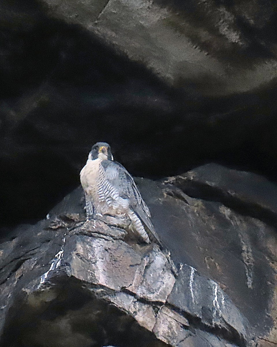 Peregrine Falcon - ML643997079