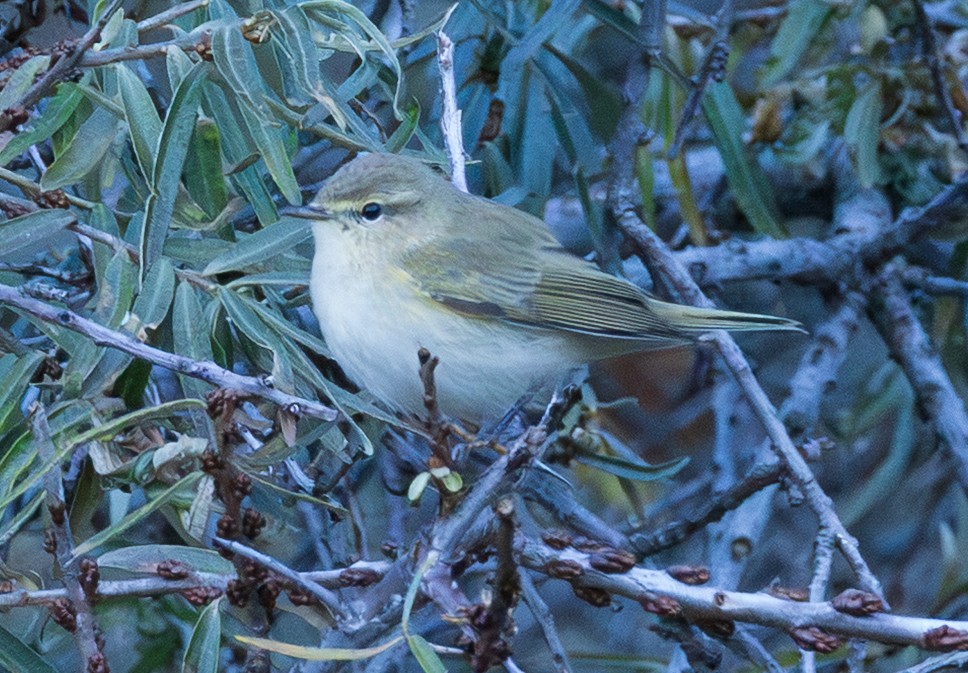Common Chiffchaff - ML643997084