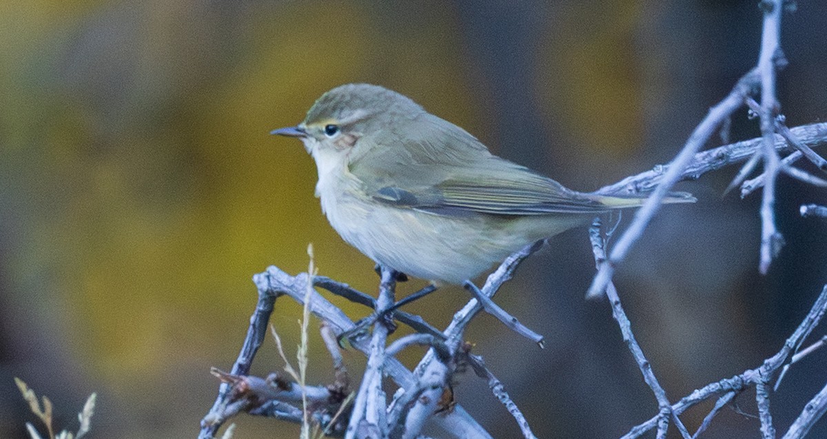 Common Chiffchaff - ML643997085