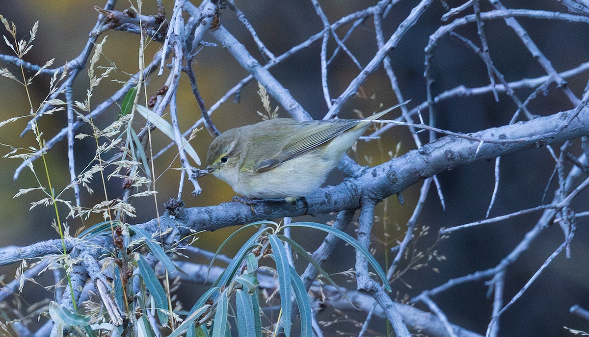 Common Chiffchaff - ML643997087