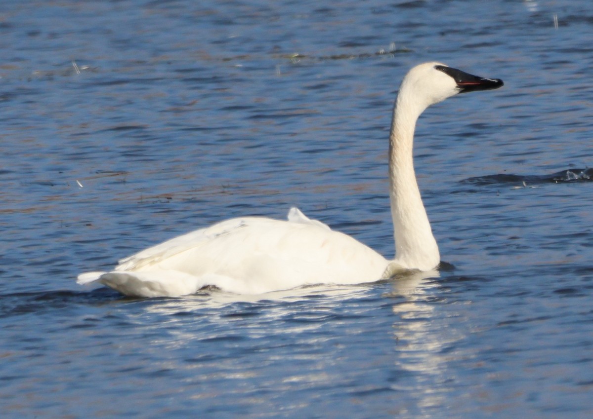 Trumpeter Swan - ML643997092