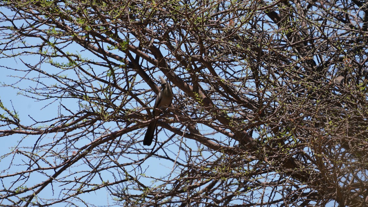 Gray Go-away-bird - ML643997106