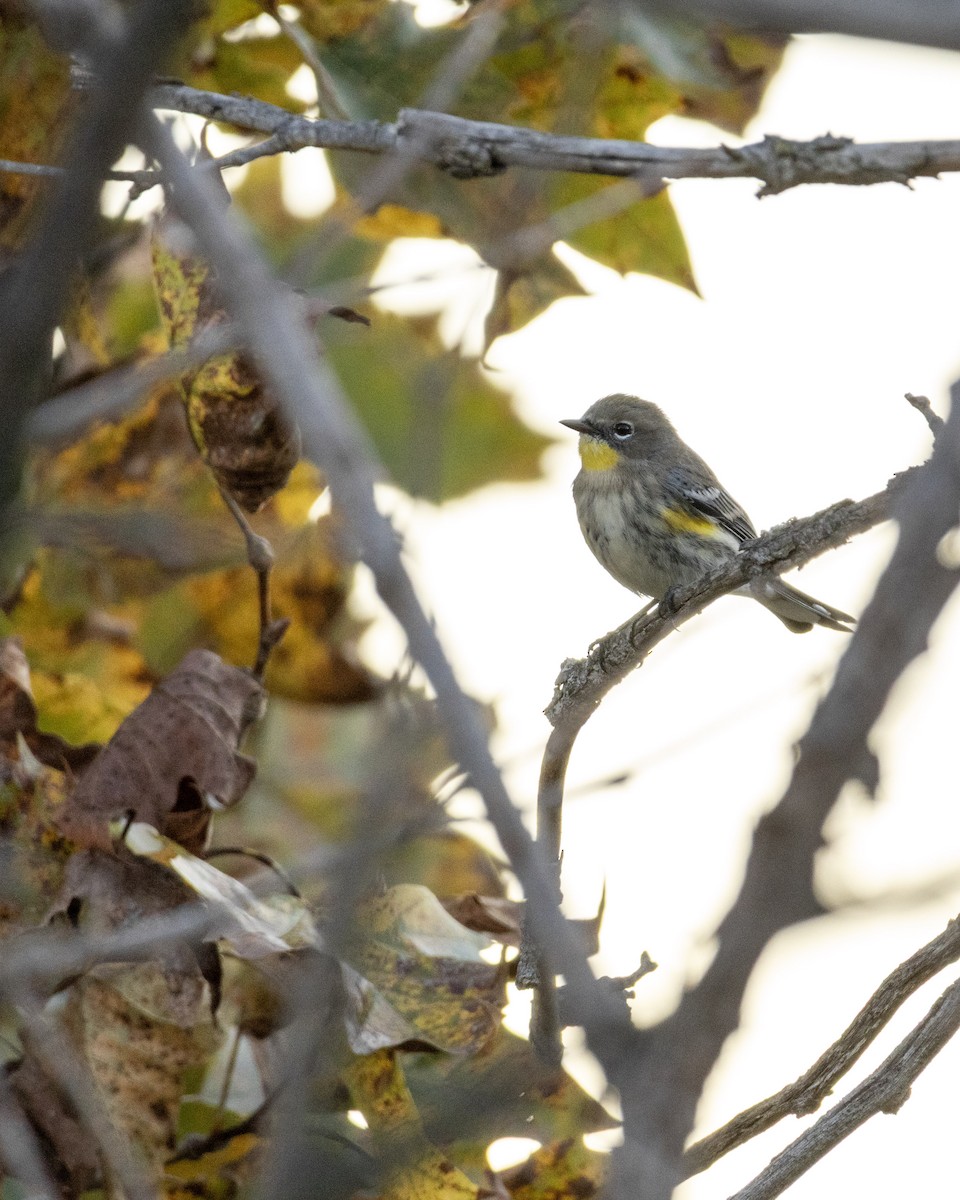 Yellow-rumped Warbler - ML643997116