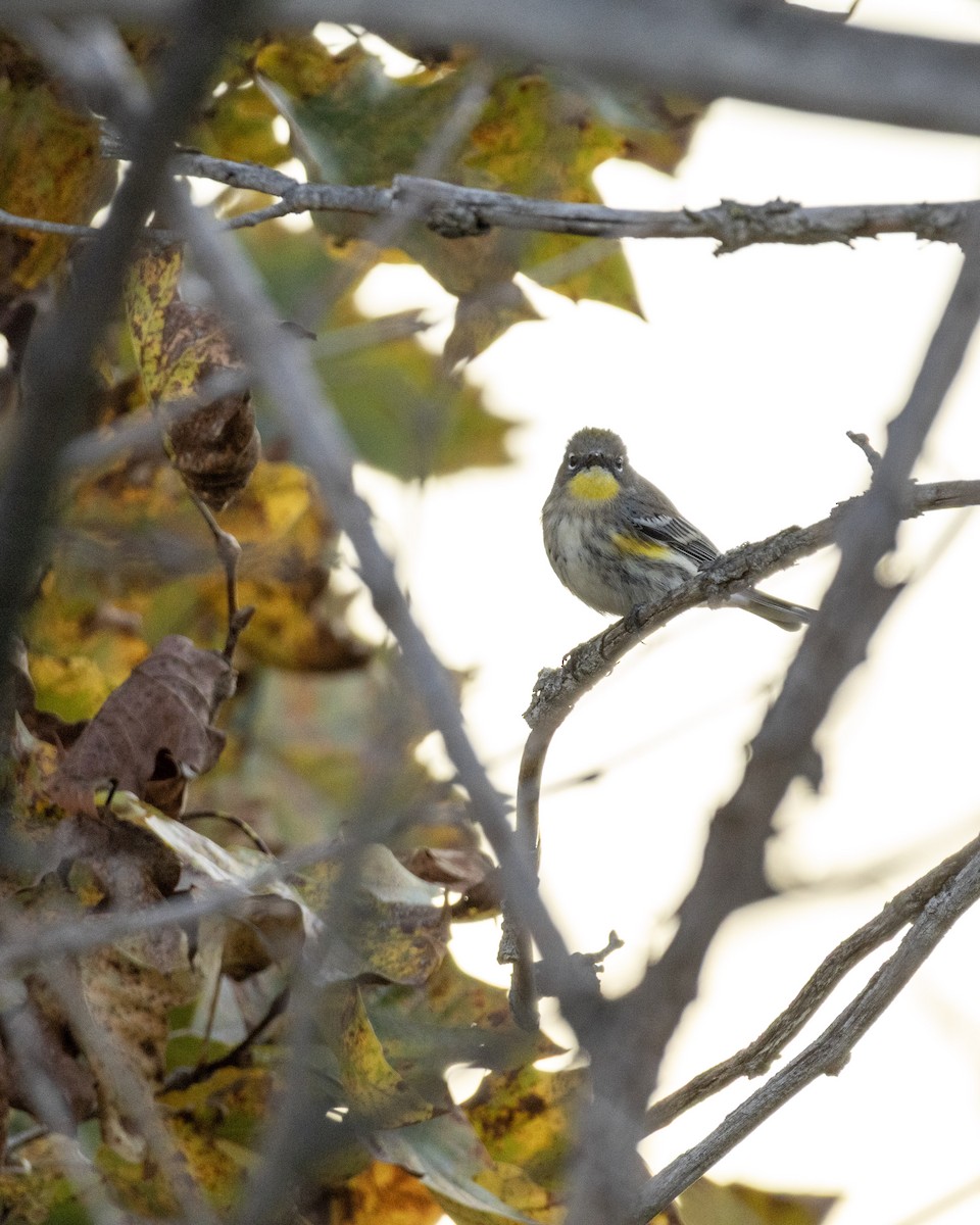 Yellow-rumped Warbler - ML643997117