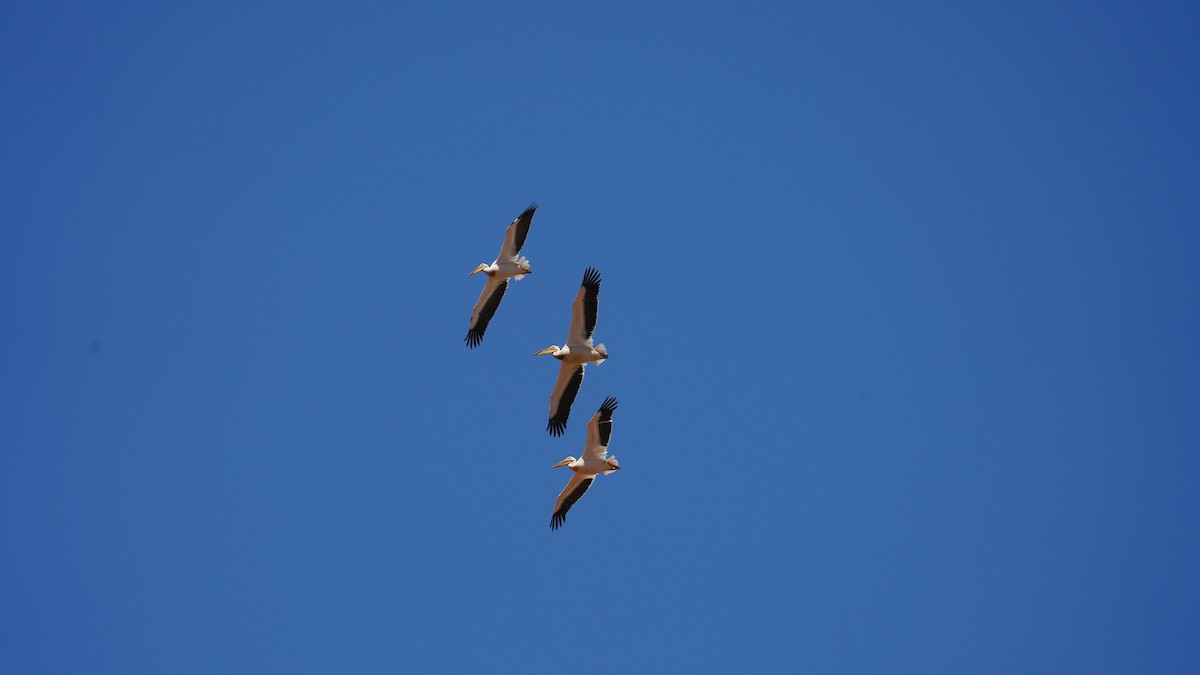 Great White Pelican - ML643997120