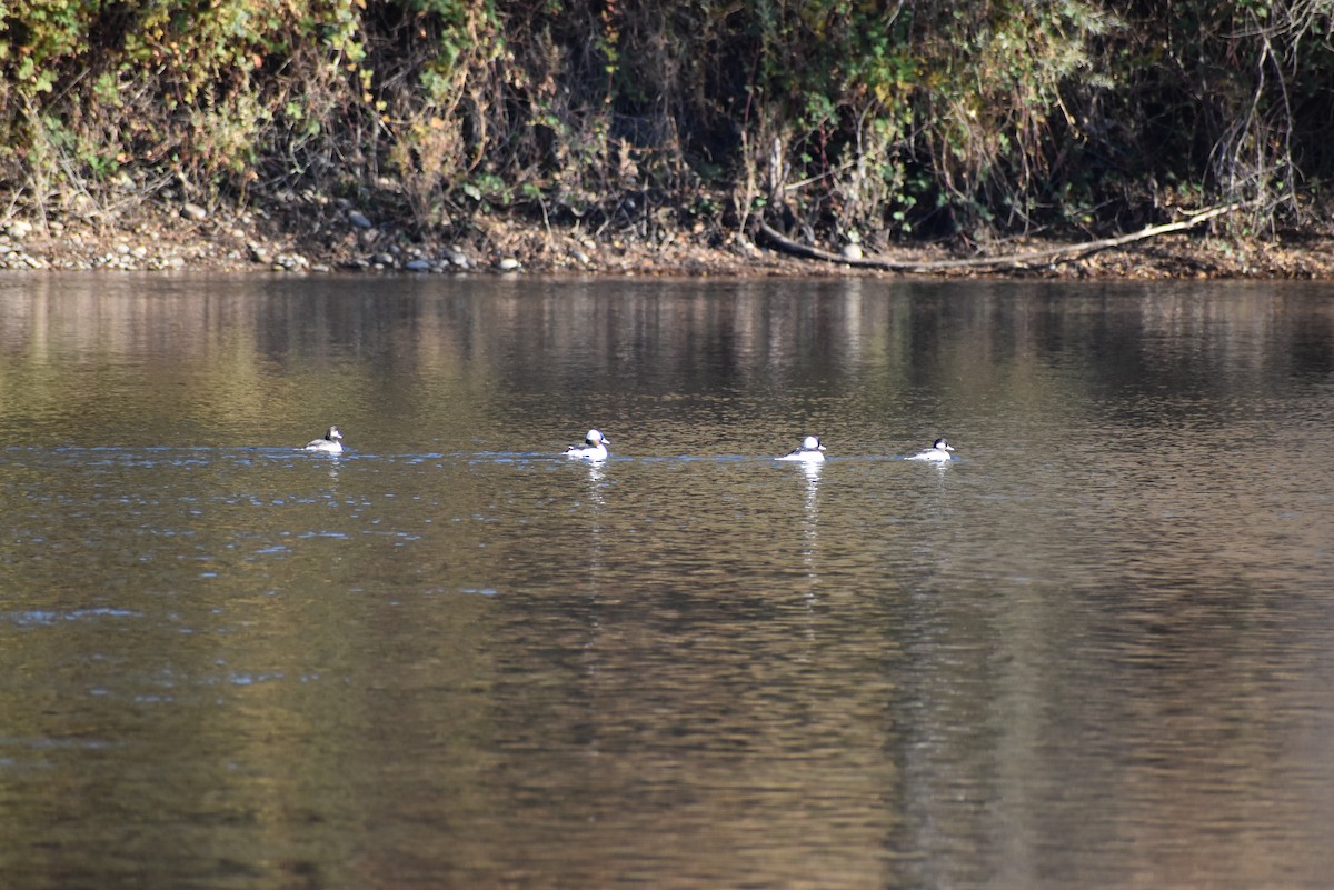 Bufflehead - ML643997123