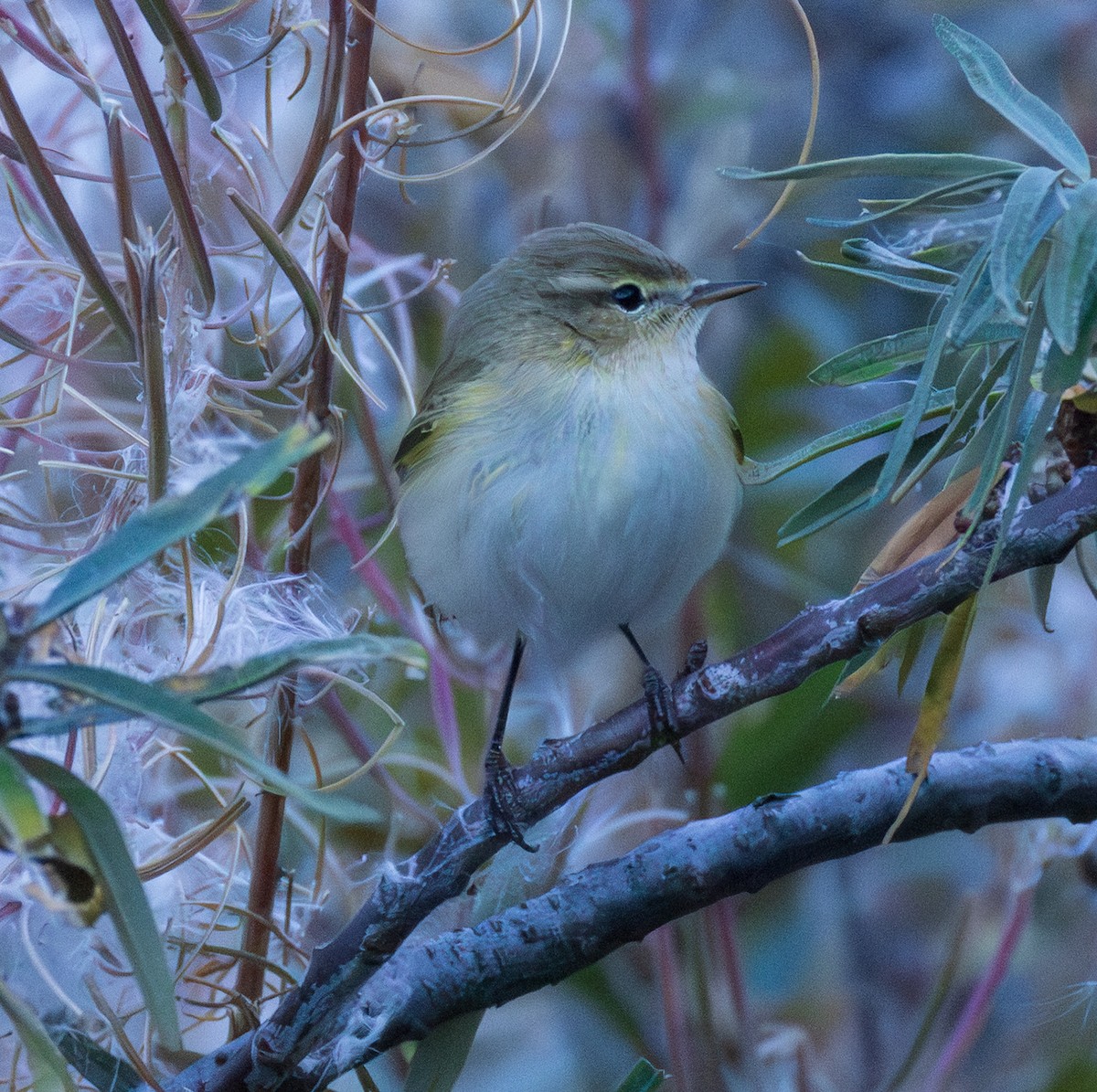 Mountain Chiffchaff (Caucasian) - ML643997130