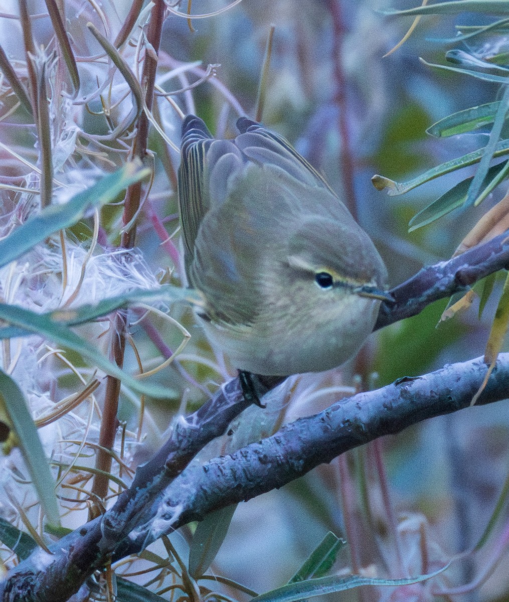 Mountain Chiffchaff (Caucasian) - ML643997140