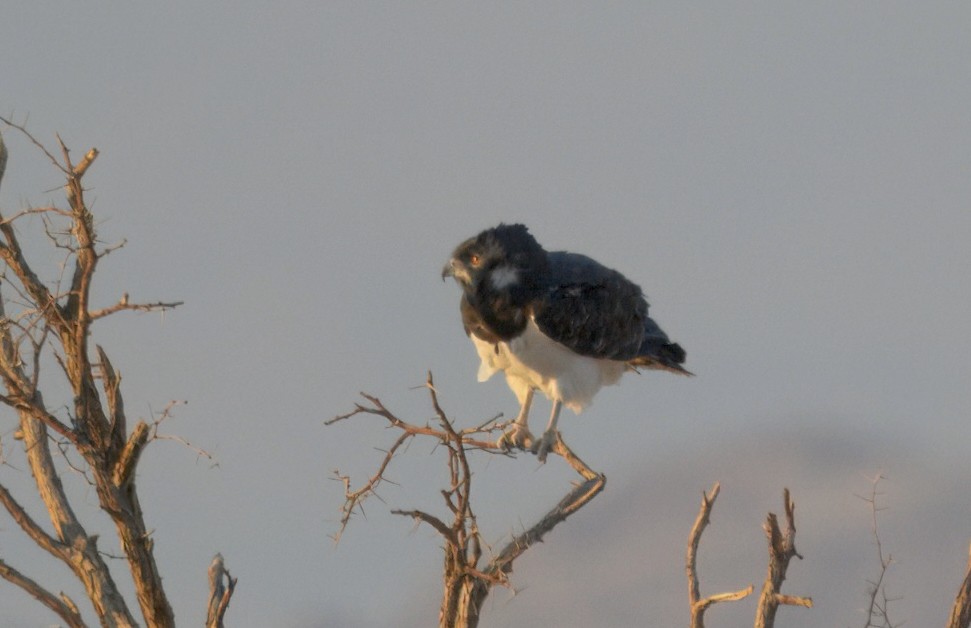 svartbrystslangeørn - ML643997163